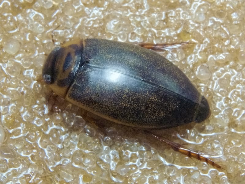 Rhantus frontalis (Marsham, 1802)